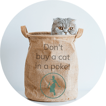 Kontaktformular Demozugang Katze im Sack